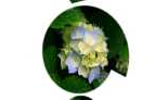 Android项目实战（九）：CustomShapeImageView 自定义形状的ImageView