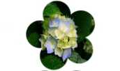 Android项目实战（九）：CustomShapeImageView 自定义形状的ImageView