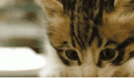[css-animation-101] 8 multiple transitions