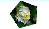 Android项目实战（九）：CustomShapeImageView 自定义形状的ImageView